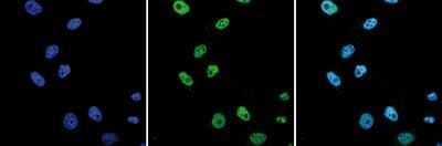 Immunocytochemistry/ Immunofluorescence: WDR5 Antibody [NBP3-18669]